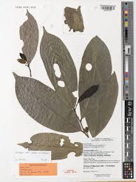 Image result for Rawsonia lucida