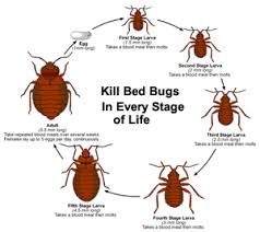 Bayonne jersey city hoboken union city west new york guttenberg secaucus kearny harrison east newark north bergen weehawken. Bed Bugs Treatment New Jersey T3 Bed Bug Control