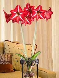 21 Stunning Amaryllis Varieties To Plant Right Now Amaryllis Amaryllis Plant Amaryllis Flowers