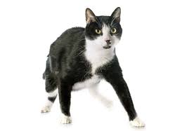 There's also marion, the cute names. Black And White Cat Names 59 Awesome Names For Your Cat