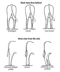 Evaluating Feet And Leg Structure A Lost And Important Skill Progressive Cattle In 2020 Livestock Judging Cattle Farming Showing Livestock