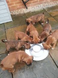 Boxer puppies for sale and dogs for adoption in massachusetts, ma. Massachusetts Boxer Puppies