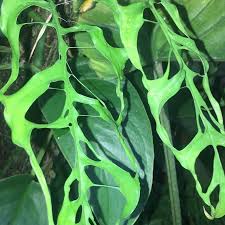 Monstera Obliqua Vs Monstera Adansonii Muggle Plants Plants Monstera Obliqua Philodendron Plant