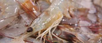 Is squid haram shia / question is octopus haram in islam ebook / in islam permitted foods are called halal, while foods that are not permitted are called haram. Learn Information About Shrimps Halal Or Haram In Islam Frozen Shrimp Suppliers Frozen Shrimp Factory Indonesia Frozen Prawn Manufacturer Shrimps Price