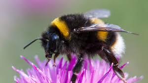 Alle weiteren informationen zu diesem begriff befinden sich im eintrag „turkuć.ergänzungen sollten daher auch nur dort vorgenommen werden. Trzmiel Charakterystyka Gniazdo Czy Zadli Trzmiel A Bak