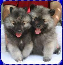 Keeshond Puppy Best Images Puppy Photos Collection Keeshond Puppy Puppies Cute Dog Pictures