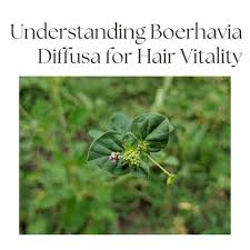 Image result for Boerhavia diffusa