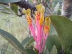 Image result for Phragmanthera eminii