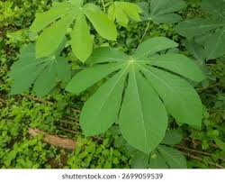 Image result for Manihot carthagenensis