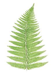Image result for Asplenium adiantum-nigrum