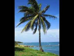 India's mangrove forests are habitat for saltwater crocodile (crocodylus porosus), turtles, and snakes. National Tree Of Maldives Youtube