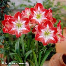 Image result for Hippeastrum sp. cultivars