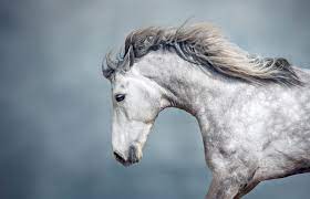 70+ cool black horse names. 235 Famous Horse Names Lovetoknow