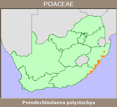 Image result for Pseudechinolaena polystachya