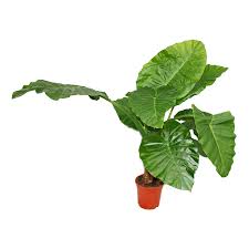 We did not find results for: Alocasia Cucullata 21cm Solitary Plant Elephant Ear Height 80cm 1