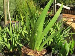 Image result for Aristea abyssinica