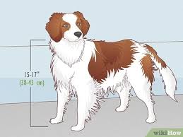 The kooikerhondje is a small and attractive breed from the netherlands. 3 Ways To Identify A Nederlandse Kooikerhondje Wikihow Pet
