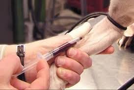 Quantitative titer, with endpoint and interpretation of protection. Vaccination Versus Titer Testing
