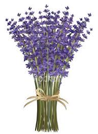 Pin On Lavender