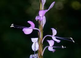 Image result for Brachystephanus