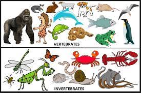 25 Contoh Hewan Invertebrata Dan Vertebrata Terlengkap Sridianti Com