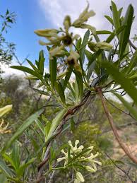 Image result for Stomatostemma monteiroae