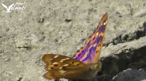 La farfalla è un insetto che, come le falene, appartiene all'ordine dei lepidotteri. Farfalle E Falene Scheda Informativa Animali Volanti