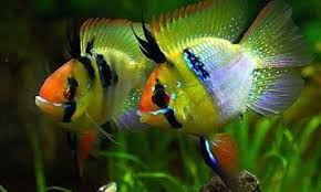 Ikan Ramirezi Balon Di 2020 Ikan Jenis Warna