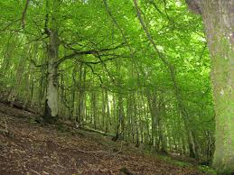 جنگل های مازندران ایران jangal mazandaran iran