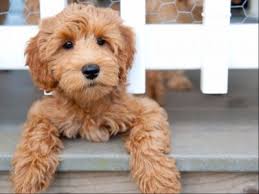 Grooming australian labradoodles is quite easy, but make sure to keep the coat in check! Online Program Guide