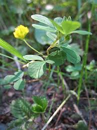 Image result for Trifolium dubium