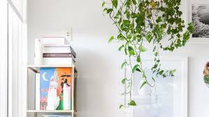 Some of the best indoor vines and climbers that are easy to grow are listed here. The Best Indoor Vining Plants Apartment Therapy