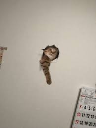 3 Twitter Cats Funny Animals Cute Cats