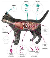 Pets like dogs and cats are likely to get ticks if they go outdoors even for a short period. Fleas Ticks Worms The Cat Vet