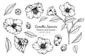 Collection Set Of Camellia Japonica Flower And Leaves Drawing Stock Ve Ad Camellia Japonica Collectio Flower Drawing Narcissus Flower Floral Botany