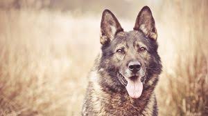 8k uhd tv 16:9 ultra high definition 2160p 1440p 1080p 900p 720p ; Dog Wallpapers Hd Desktop Backgrounds Images And Pictures