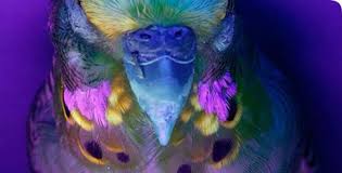 They can survive temperatures down to 20 degrees fahrenheit, but their stems will be severely damaged. What Do Birds See Into The Air Black Light Tattoo Australian Parrots Strange Photos