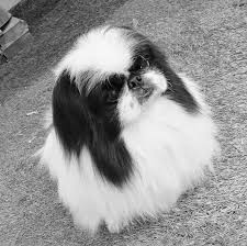 Black And White Pekingese Puppies Pin By Linda Choi On I Love Pekingese Pekingese Dogs Pekingese Puppies Cute Dogs And Puppies