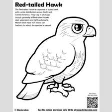 Here are some free printable hawk coloring pages for kids to color. Red Tailed Hawk Coloring Page Fun Free Downloads Activity Pages Birdorable