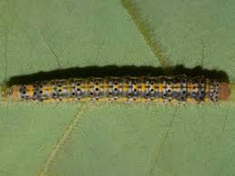 Image result for Hermannia parvula