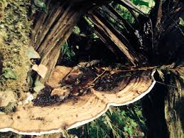 Image result for Phellinus rimosus