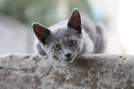 Kucing ini memiliki ciri khas berkaki pendek. 11 Grey Cat Breeds With Pictures Pet Keen