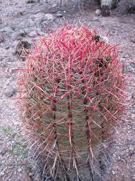 Image result for Searsia refracta