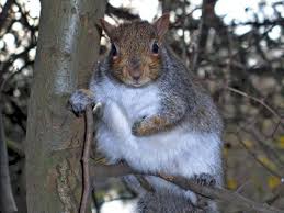 Maybe you would like to learn more about one of these? 48 Screensavers And Wallpaper Squirrels On Wallpapersafari