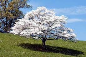May 24, 2021 · care of flowering dogwood most dogwoods require supplemental water during summer and fall, especially during hot, dry spells. Dogwood Tree Lovetoknow