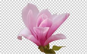 Pink Magnolia Png Images Klipartz Choose from 510+ magnolia graphic resources and download in the form of png, eps, ai or psd. pink magnolia png images klipartz