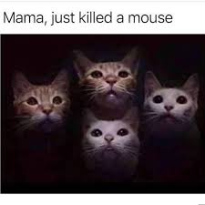 Comedy writer ariane told us that her fave jokes this year are definitely the my plans vs. The Best Cat Memes To Celebrate Internationalcatday Know Your Meme