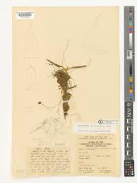 Image result for Bulbophyllum intertextum