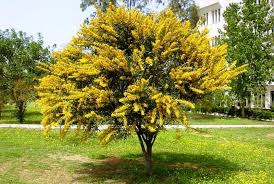 Kayu oak ialah kayu keras yang kuat yang menjadi kelam dengan kayu akasia ialah kayu tahan reput dan tahan lama yang sangat sesuai untuk perabot luar seperti siri. Pokok Hiasan Untuk Taman Nama Penerangan Dan Gambar Pohon Yang Paling Indah Untuk Reka Bentuk Landskap