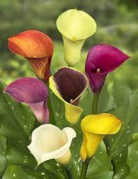 Then i cross a park and walk along flower street. 15 Best Water Plants Perfect For Indoors And Backyard Ponds